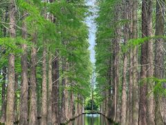 -渌洋湖湿地公园