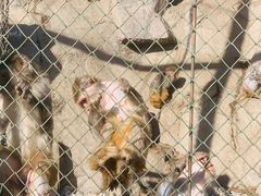 -新疆天山野生动物园