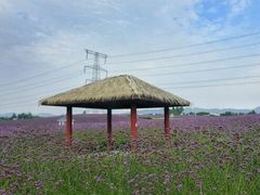 -紫颐香薰山谷景区