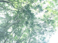 -吴淞炮台湾湿地森林公园烧烤区