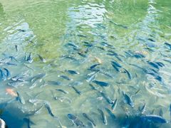 -美亭美榔姐妹塔