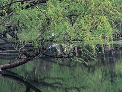 -上海共青森林公园