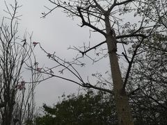 -南国桃园旅游度假区