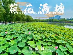 -莲花池公园