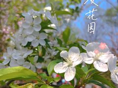 -莫愁湖公园