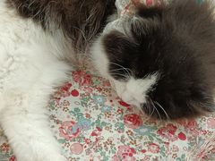-共舞时光猫咖·狗咖(新街口店)