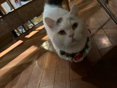 -动动咖啡清真西餐厅