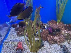 -芜湖新华联大白鲸海洋公园