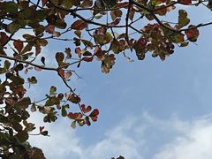 -万绿园