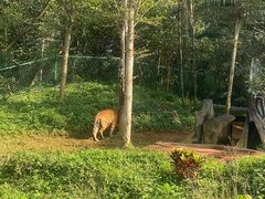 -海南热带野生动植物园