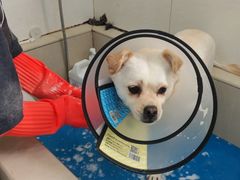 -艾贝尔宠物医院 ·内科全科(梁溪路店)