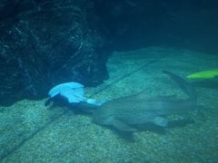 -暹罗海洋世界