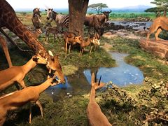 -国家自然博物馆