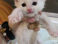 -平行世界·猫咖(首经贸店)