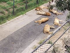 -大连森林动物园