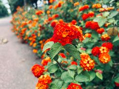 -洋湖国家湿地公园