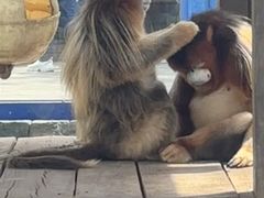 -大连森林动物园