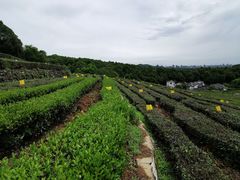-中国茶叶博物馆(双峰馆区)