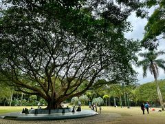 -深圳仙湖植物园