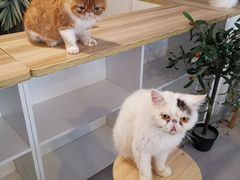 -平行世界·猫咖(首经贸店)