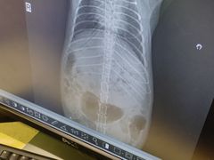 -雨林宠物医院 非犬猫异宠专科