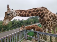 -贵州森林野生动物园