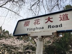 景点-武汉大学-樱园