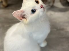 -楼上猫咖(罗湖店)