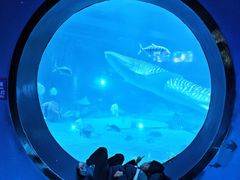 -烟台海昌鲸鲨海洋公园