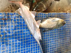 -鸿渡渔庄·特色鸭咀鱼