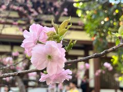 -西安青龙寺遗址景区