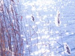 -野鸭湖国家湿地公园