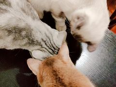 -猫小院猫主题咖啡厅(北锣店)