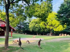 -上海野生动物园