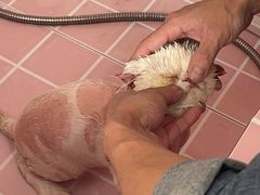 -唐小姐の猫狗洗护·购宠旗舰店(周浦万达店)