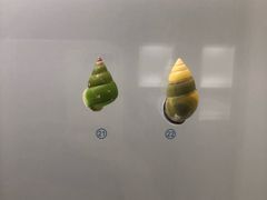 -青岛贝壳博物馆