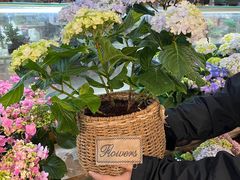 -双季花艺园艺市场(浦东店)