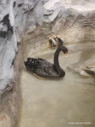 -Zoolung Zoolung动物主题公园(海信广场店)