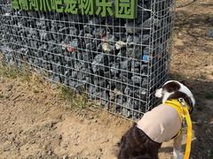 -爪吧宠物乐园 (温榆河示范区店)