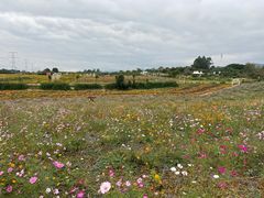 -紫颐香薰山谷景区