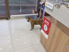 -瑞鹏宠物医院·夜间急症·心超·猫科(祖庙分店)