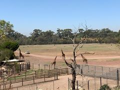 -威勒比开放式动物园