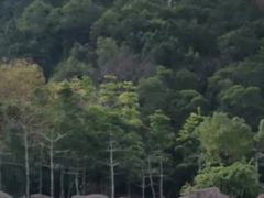 -神光山国家森林公园