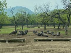 -西安秦岭野生动物园