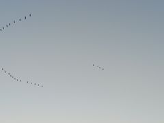 -哈拉新村
