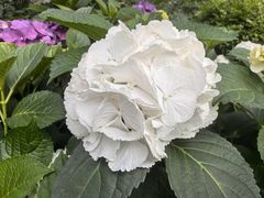 -常州古运河南大街文化旅游区-人民公园