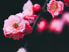 -无锡梅园公园