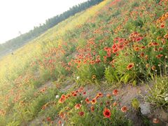 -丁香湖公园