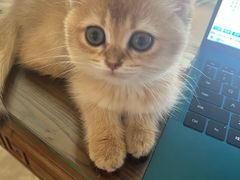 -喵zoo家庭繁育猫舍(尖东智能花园店)