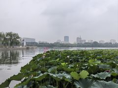 -莲花池公园
